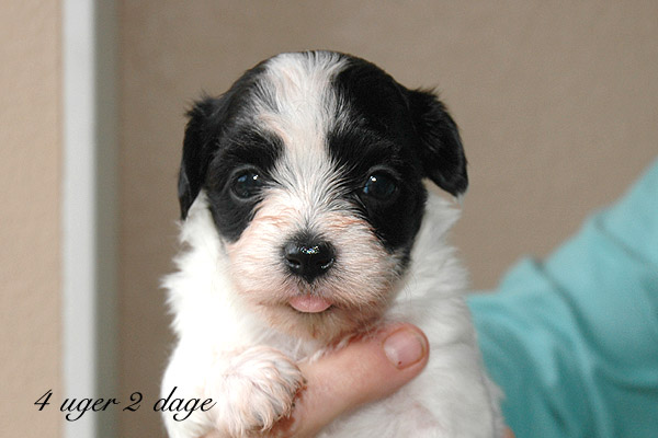 Xannadu bichon havanese hvalp hundehvalp bichon havanais hvalpe hundehvalpe