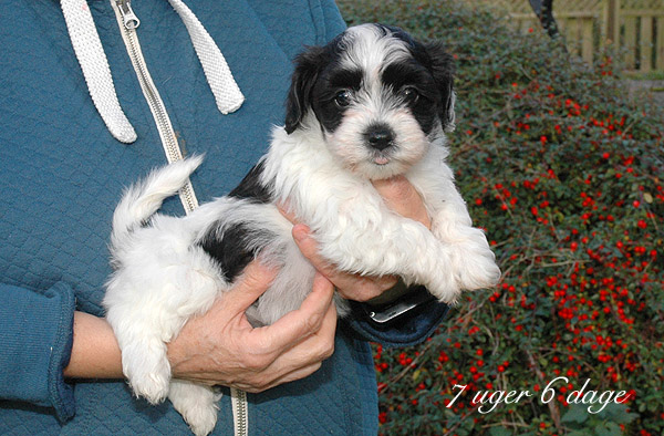 Xannadu bichon havanese hvalp hundehvalp bichon havanais hvalpe hundehvalpe
