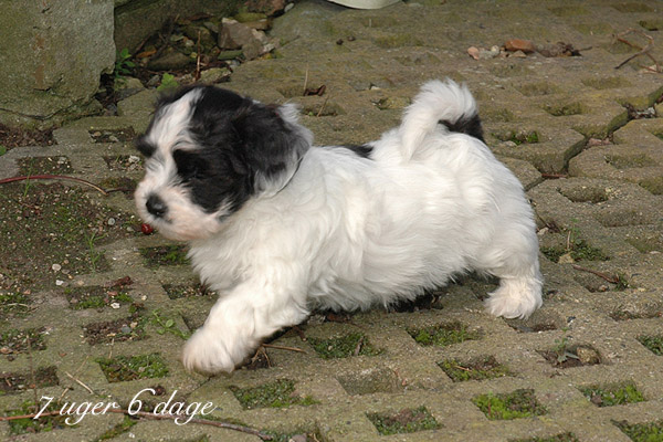Xannadu bichon havanese hvalp hundehvalp bichon havanais hvalpe hundehvalpe