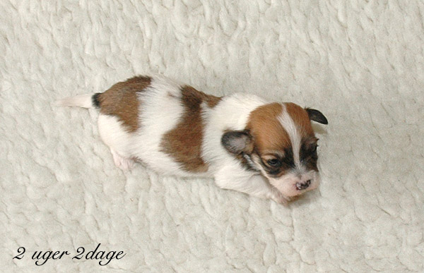 Xappa bichon havanese hvalp hundehvalp bichon havanais hvalpe hundehvalpe