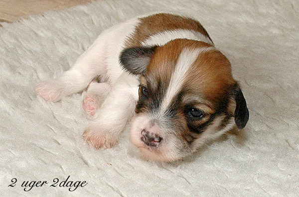Xappa bichon havanese hvalp hundehvalp bichon havanais hvalpe hundehvalpe