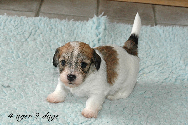 Xappa bichon havanese hvalp hundehvalp bichon havanais hvalpe hundehvalpe