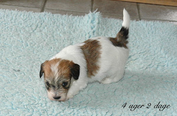 Xappa bichon havanese hvalp hundehvalp bichon havanais hvalpe hundehvalpe