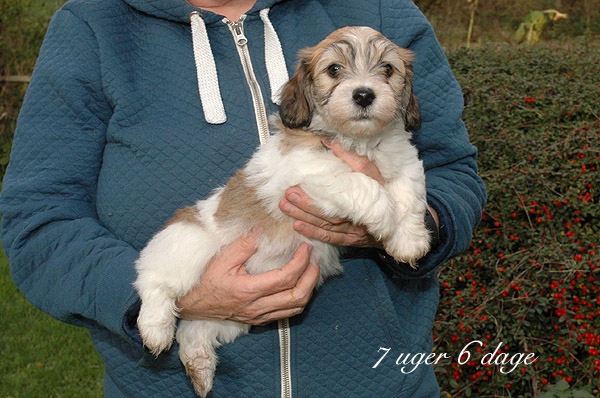 Xappa bichon havanese hvalp hundehvalp bichon havanais hvalpe hundehvalpe
