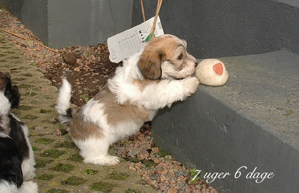 Xappa bichon havanese hvalp hundehvalp bichon havanais hvalpe hundehvalpe