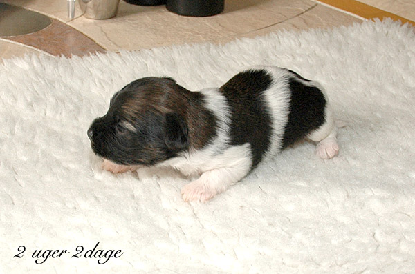 Xaro bichon havanese hvalp hundehvalp bichon havanais hvalpe hundehvalpe