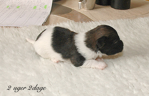 Xaro bichon havanese hvalp hundehvalp bichon havanais hvalpe hundehvalpe