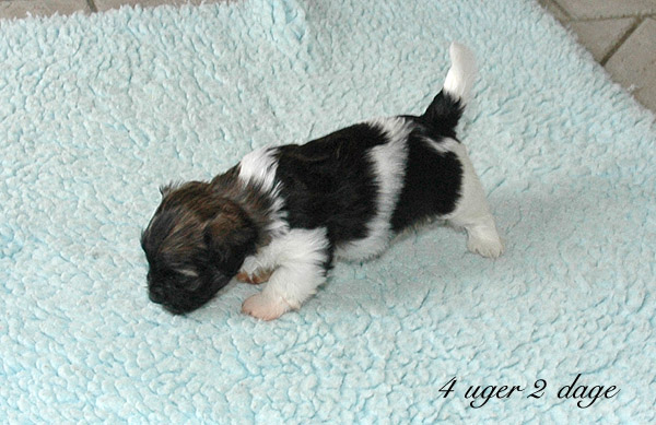 Xaro bichon havanese hvalp hundehvalp bichon havanais hvalpe hundehvalpe