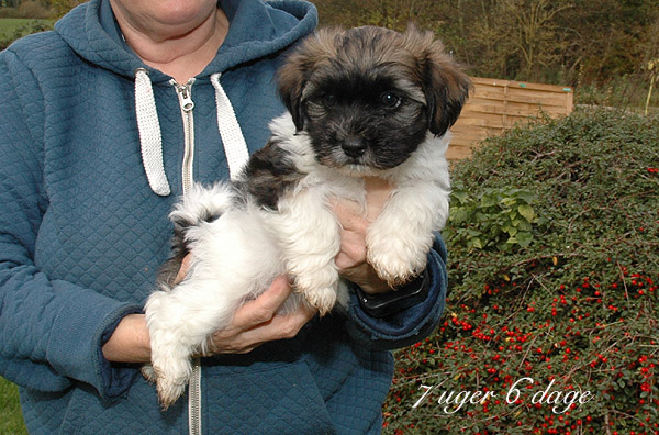 Xaro bichon havanese hvalp hundehvalp bichon havanais hvalpe hundehvalpe