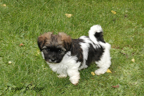 Xaro bichon havanese hvalp hundehvalp bichon havanais hvalpe hundehvalpe