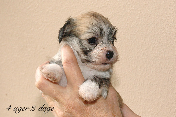 Xenah bichon havanese hvalp hundehvalp bichon havanais hvalpe hundehvalpe