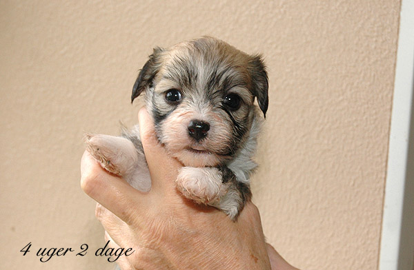 Xenah bichon havanese hvalp hundehvalp bichon havanais hvalpe hundehvalpe