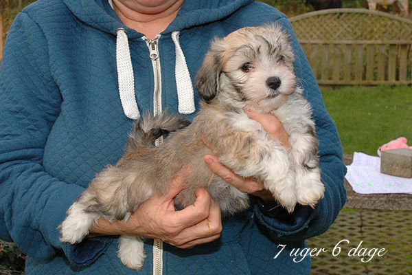 Xenah bichon havanese hvalp hundehvalp bichon havanais hvalpe hundehvalpe