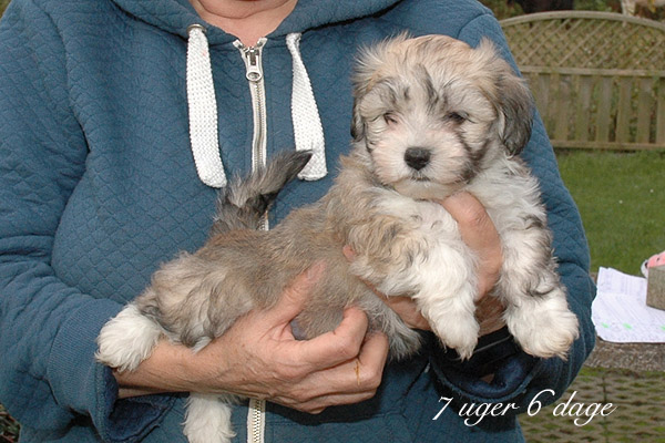 Xenah bichon havanese hvalp hundehvalp bichon havanais hvalpe hundehvalpe