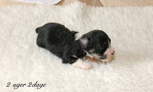 Xian bichon havanese hvalp hundehvalp bichon havanais hvalpe hundehvalpe