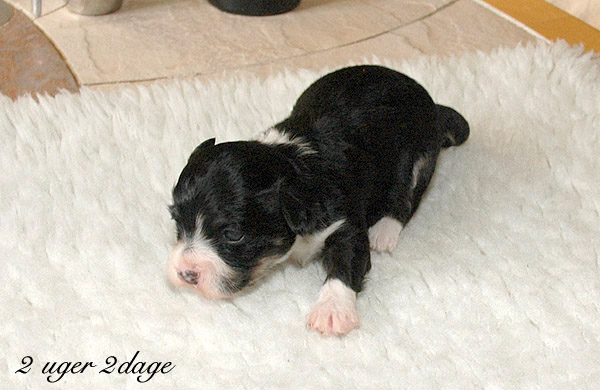 Xian bichon havanese hvalp hundehvalp bichon havanais hvalpe hundehvalpe