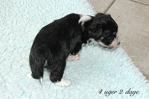 Xian bichon havanese hvalp hundehvalp bichon havanais hvalpe hundehvalpe