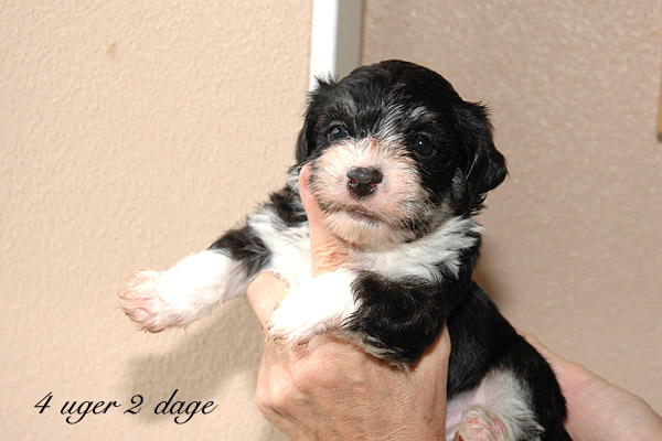 Xian bichon havanese hvalp hundehvalp bichon havanais hvalpe hundehvalpe
