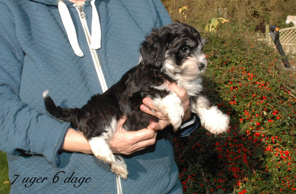 Xian bichon havanese hvalp hundehvalp bichon havanais hvalpe hundehvalpe