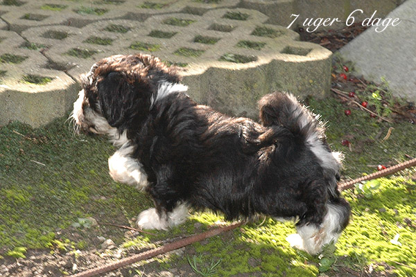 Xian bichon havanese hvalp hundehvalp bichon havanais hvalpe hundehvalpe