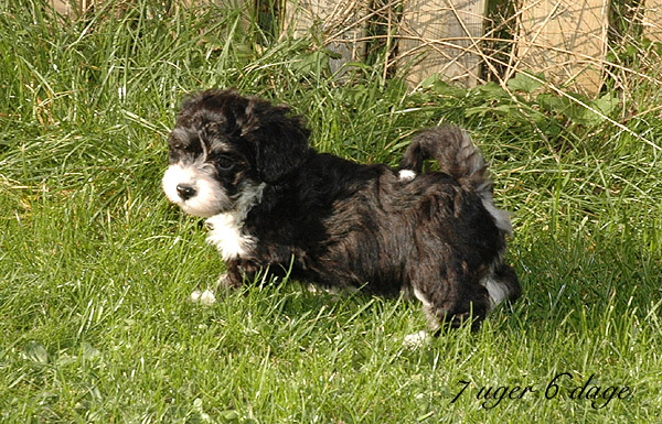 Xian bichon havanese hvalp hundehvalp bichon havanais hvalpe hundehvalpe