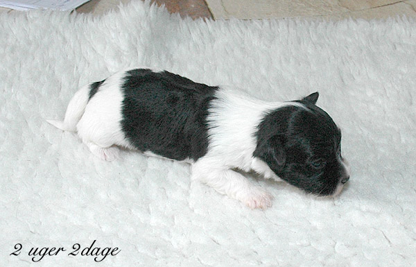 Xilja bichon havanese hvalp hundehvalp bichon havanais hvalpe hundehvalpe