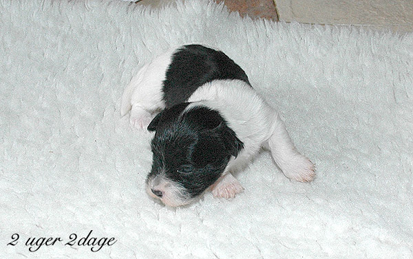 Xilja bichon havanese hvalp hundehvalp bichon havanais hvalpe hundehvalpe