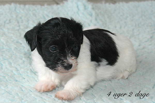 Xilja bichon havanese hvalp hundehvalp bichon havanais hvalpe hundehvalpe