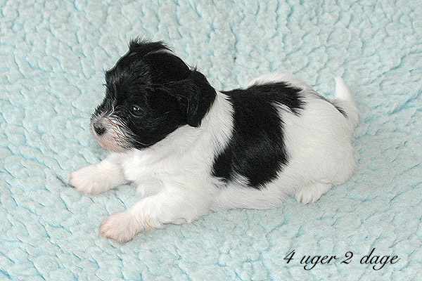 Xilja bichon havanese hvalp hundehvalp bichon havanais hvalpe hundehvalpe