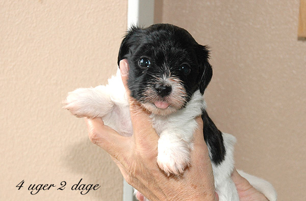 Xilja bichon havanese hvalp hundehvalp bichon havanais hvalpe hundehvalpe