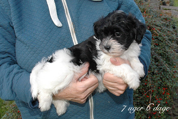 Xilja bichon havanese hvalp hundehvalp bichon havanais hvalpe hundehvalpe