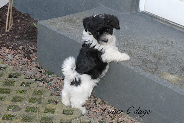Xilja bichon havanese hvalp hundehvalp bichon havanais hvalpe hundehvalpe