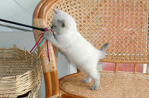 Yade Ragdoll killing kattekilling Ragdol killinger kattekillinger