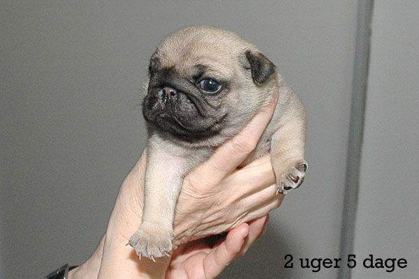 Yaris Mops hvalp hundehvalp Mopser hvalpe hundehvalpe