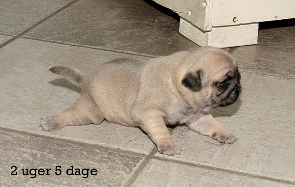 Yaris Mops hvalp hundehvalp Mopser hvalpe hundehvalpe