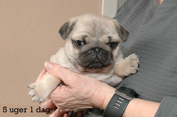 Yaris Mops hvalp hundehvalp Mopser hvalpe hundehvalpe
