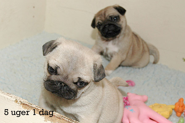 Yaris Mops hvalp hundehvalp Mopser hvalpe hundehvalpe