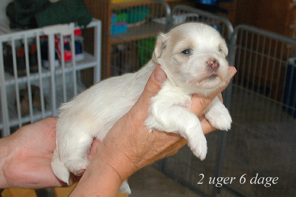 Yasmina bichon havanese hvalp hundehvalp bichon havanais hvalpe hundehvalpe