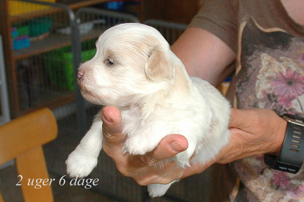 Yasmina bichon havanese hvalp hundehvalp bichon havanais hvalpe hundehvalpe