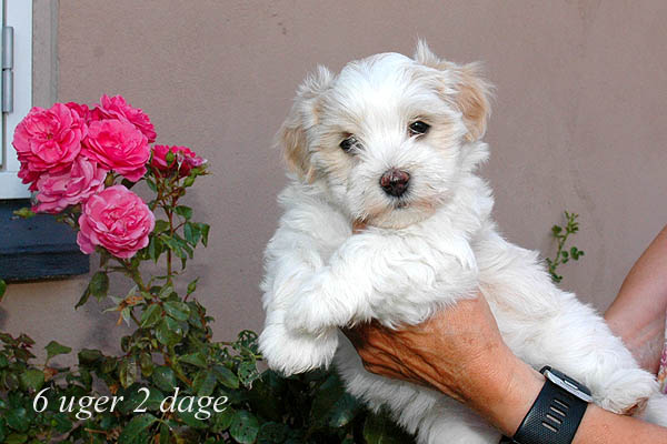 Yasmina bichon havanese hvalp hundehvalp bichon havanais hvalpe hundehvalpe
