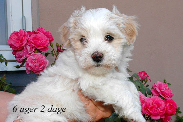 Yasmina bichon havanese hvalp hundehvalp bichon havanais hvalpe hundehvalpe