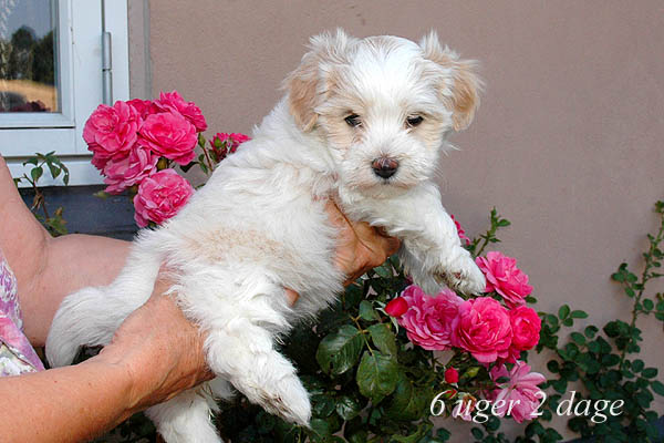 Yasmina bichon havanese hvalp hundehvalp bichon havanais hvalpe hundehvalpe