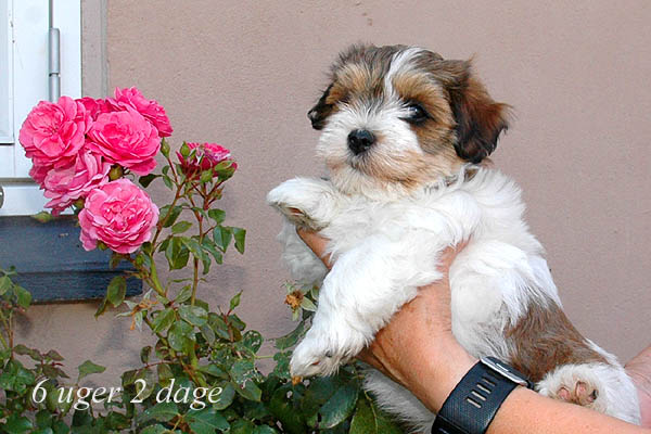 Yatsy bichon havanese hvalp hundehvalp bichon havanais hvalpe hundehvalpe