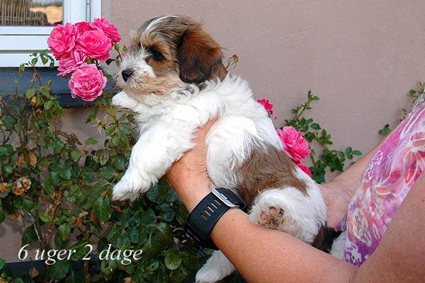 Yatsy bichon havanese hvalp hundehvalp bichon havanais hvalpe hundehvalpe