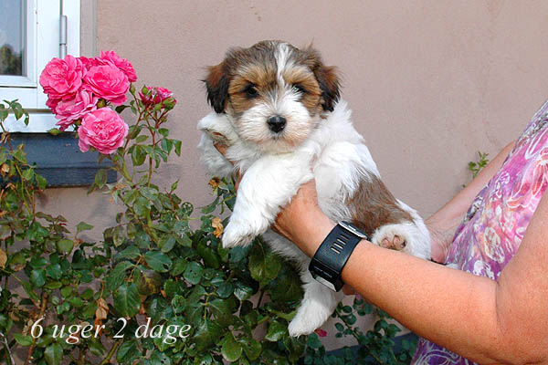 Yatsy bichon havanese hvalp hundehvalp bichon havanais hvalpe hundehvalpe