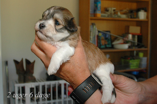 Yenna bichon havanese hvalp hundehvalp bichon havanais hvalpe hundehvalpe
