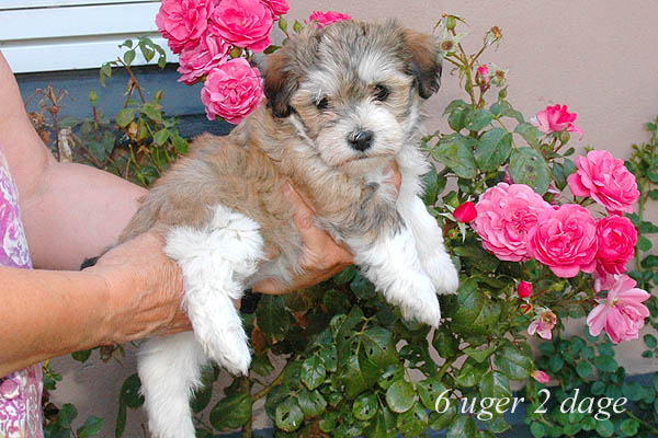 Yenna bichon havanese hvalp hundehvalp bichon havanais hvalpe hundehvalpe
