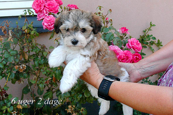 Yenna bichon havanese hvalp hundehvalp bichon havanais hvalpe hundehvalpe