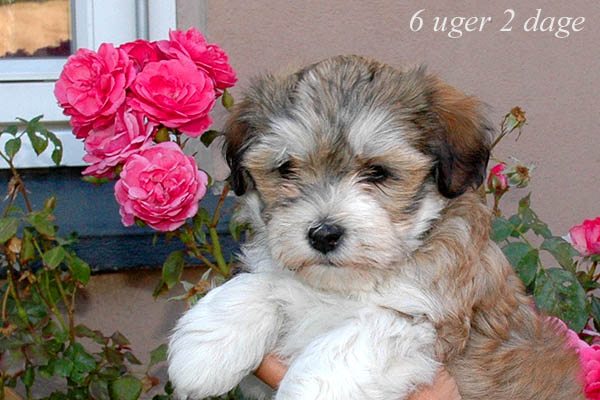 Yenna bichon havanese hvalp hundehvalp bichon havanais hvalpe hundehvalpe