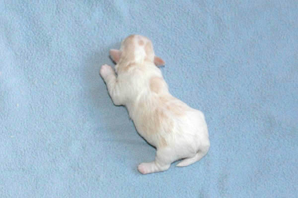 Yoko bichon havanese hvalp hundehvalp bichon havanais hvalpe hundehvalpe